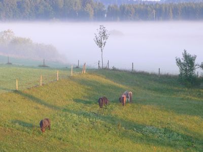 Ponys auf der Weide