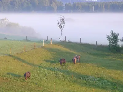 Ponys auf der Weide