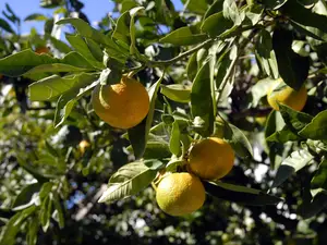 Ferienwohnung für 4 Personen (33 m²) in Jelsa