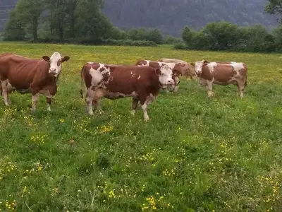 Ferienwohnung für 5 Personen (60 m²) in Jenig 3/10