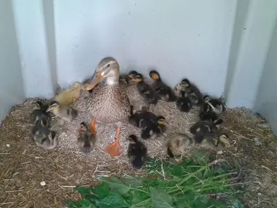 Ferienwohnung für 5 Personen (60 m²) in Jenig 4/10