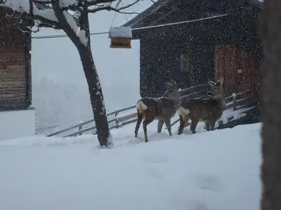 Ferienwohnung für 5 Personen (55 m²) in Kals am Großglockner 2/10