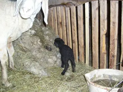 Ferienwohnung für 5 Personen (55 m²) in Kals am Großglockner 8/10