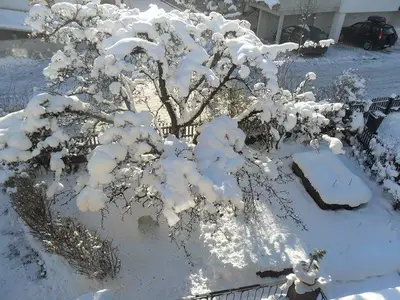 Garten Winter, Iglu unterm Baum