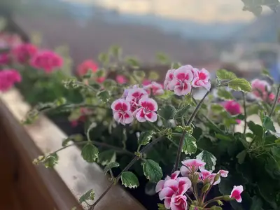 blumen