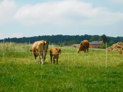 Ferienwohnung für 2 Personen (37 m²) in Kammerforst 1/9