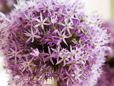 Ferienwohnung für 2 Personen (50 m²) in Kampen 9/10