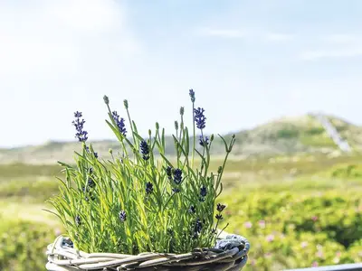 Ferienwohnung für 3 Personen (65 m²) in Kampen 3/10