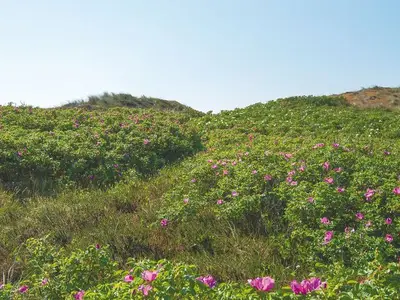Ferienwohnung für 3 Personen (65 m²) in Kampen 3/10