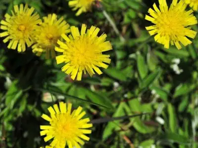 Ferienwohnung für 2 Personen (55 m²) in Kampen 3/8