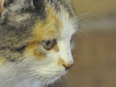 und schaut übern Zaun die Katz