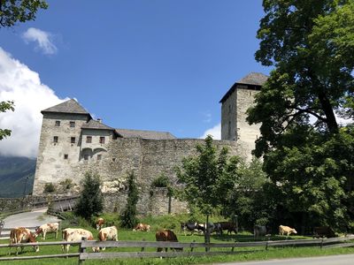 Burg Kaprun & Cows