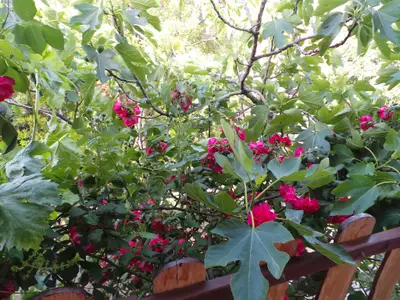 Ferienwohnung für 3 Personen (48 m²) in Karlobag 4/10