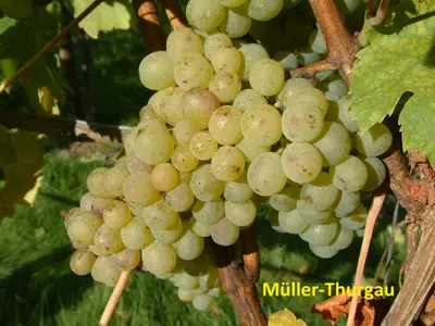 Weinberg