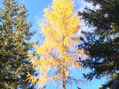 Herbst