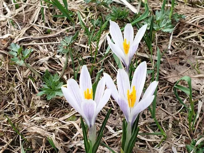 Frühling