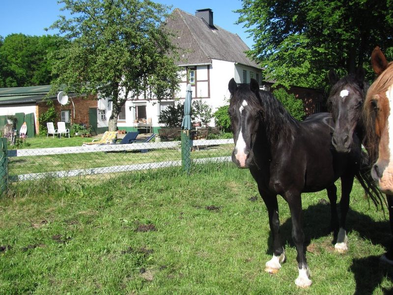 23607895-Ferienwohnung-6-Kasseedorf-800x600-0