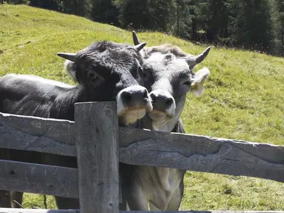 Ferienwohnung für 7 Personen (90 m²) in Kauns 8/10