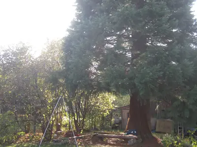 Mammutbaum im Garten