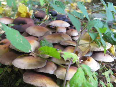 Pilzkolonie im Herbst