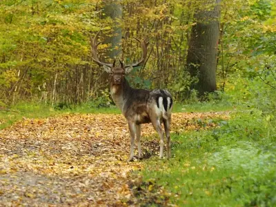 Ferienwohnung für 4 Personen (60 m²) in Kellenhusen 9/10