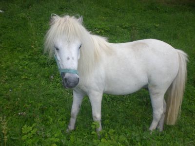 Pony Figero