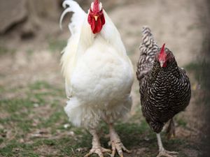 Ferienwohnung für 4 Personen in Kerpen (Eifel)