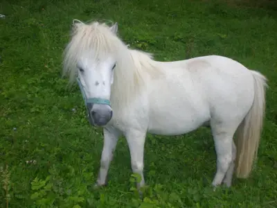Pony Figero