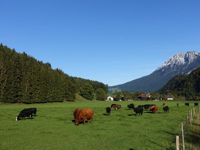 Bleierhof: Kühe Weide