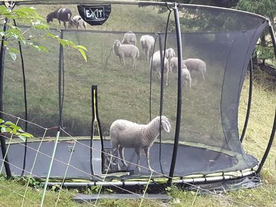 Trampolin - gerne auch für Menschen