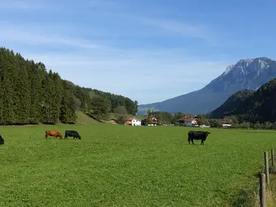 Bleierhof: Kühe Weide