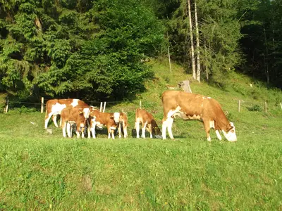 Kühe