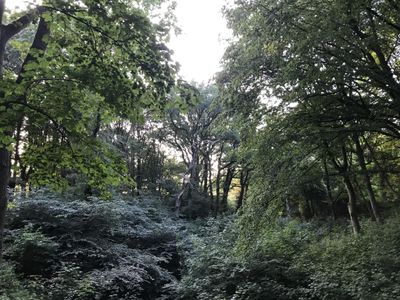 Stadtpark in 100 m Entfernung