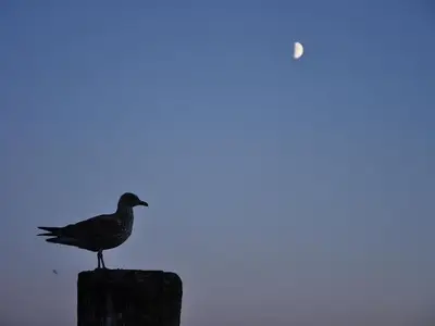 Ferienwohnung für 4 Personen (55 m²) in Kiel 9/10