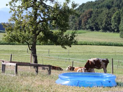 Kälbchen mit Pool