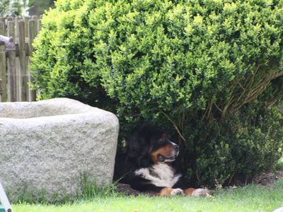 Brunnen mit Hund