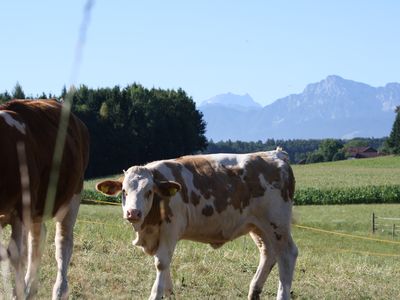 Kälbchen auf der Weide