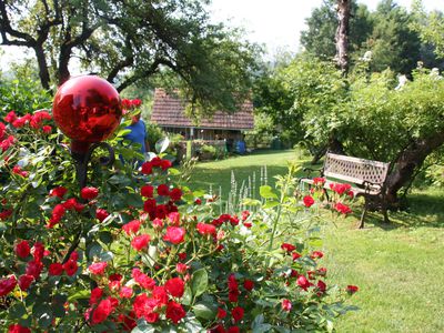 Naturgarten zur Rosenblüte