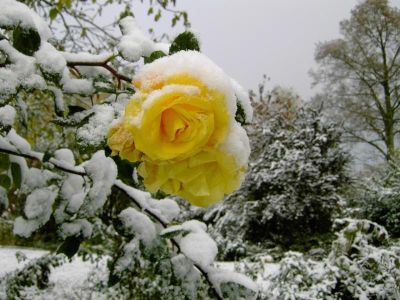 Rose mit Schnee