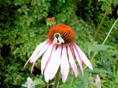 Paradies für Insekten