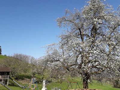 Birnbaumblüte ,Fruhling willkommen ,