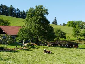 Kraft voll,Viehherde im Sommer schattiges Plätzle