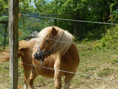 Minishetypony Junior ,für geführtes reiten