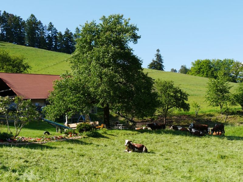 22428811-Ferienwohnung-6-Kirchzarten-800x600-2