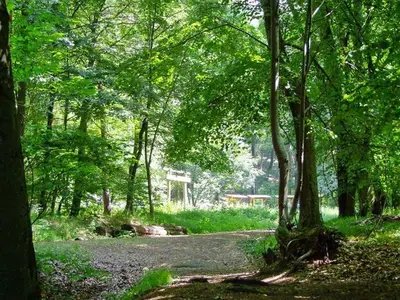 Waldklassenzimmer