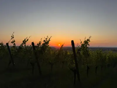 Sonnenuntergang in den Weinbergen
