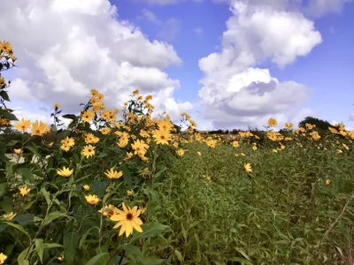 Feld