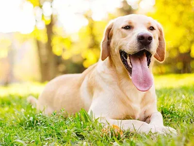 hund-im-sommer-760x560 hund-im-sommer-760x560