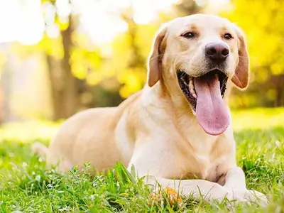 Ferienwohnung für 3 Personen (35 m²) in Klösterle am Arlberg 9/10