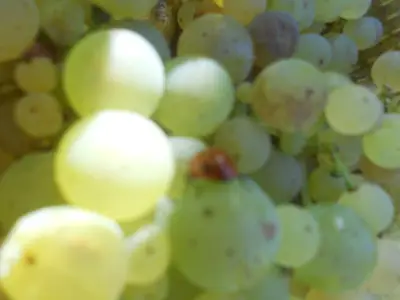 Mosel 2011-2 020